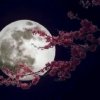 明月的头像