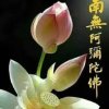 西方一朵莲的头像