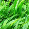麦穗的头像