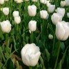 雨中百合花的头像