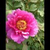 柳暗花明的头像