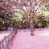 樱花雨的头像
