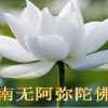 强歌学院白玛花让的头像