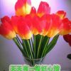 灵芝的头像