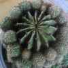 仙人球的头像