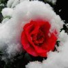雪中梅的头像