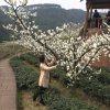 泰韵唱歌快乐的头像