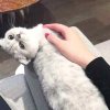 孤.的头像