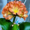 静花水月的头像