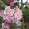 柳絮飞的头像