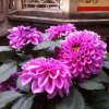 小星星（来听定回访）的头像