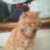 养猫人的头像