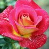 春暖花开的头像