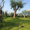 大展宏图的头像