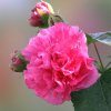 芙蓉(忙，暂离)的头像