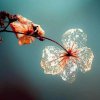 花落半歌的头像