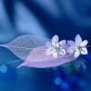 blue的头像
