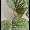 兰花的头像