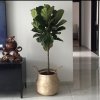 冰合唱号的头像