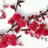 傲雪寒梅的头像