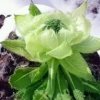 天山雪莲qfl的头像