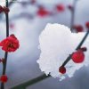 瑞雪兆丰年的头像