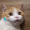 流泪猫猫头的头像