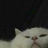 眉冬_y的头像