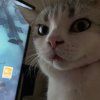 村中养猫的头像