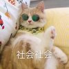 小枣糕有只橘猫的头像