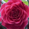小芳的头像