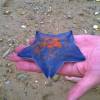 蝴蝶兰的头像