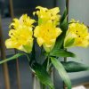 长相厮守……的头像