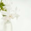 Anna'`心诺向阳的头像