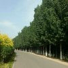 清的头像