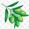 橄榄枝的头像