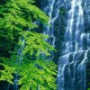 夏&天的头像