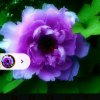 紫牡丹的头像