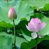 芙蕖的头像