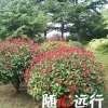 知心爱人的头像