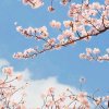 空白的头像