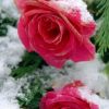 雪玫瑰的头像