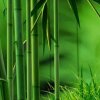 东方明珠的头像