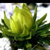 冰山雪莲的头像