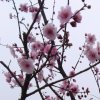 为道的头像