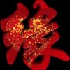 chX的头像