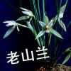 存正的头像
