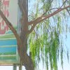 大西北任俊美的头像