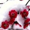 雪中梅的头像