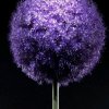 蓝莲花……暂退的头像